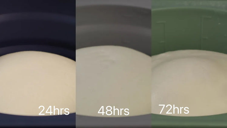 Equal 230 gram pizza dough balls after 24, 48, and 72 hours of cold fermentation